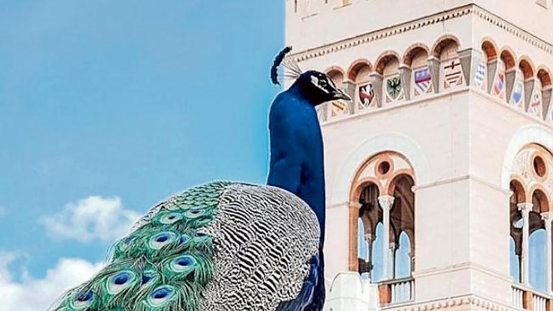 Arenzano “invasa” dai pavoni prima di Punta Marina: “Attraversano sulle strisce e ormai sono il nostro simbolo”