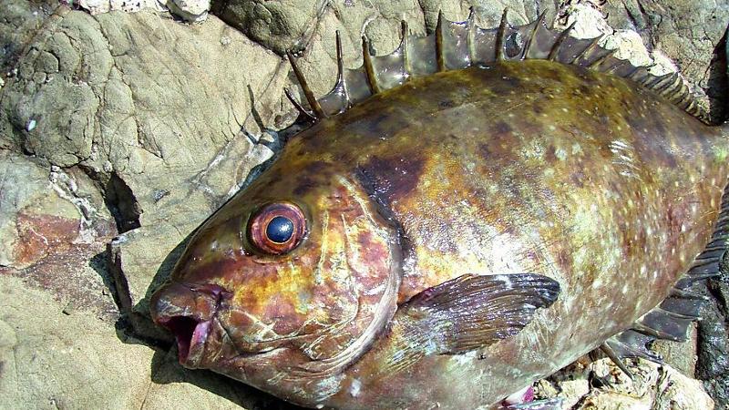 Varazze Pescato Un Pesce Coniglio Pericoloso Per L ecosistema Del Varazze Pescato Un Pesce Coniglio Pericoloso Per L ecosistema Del