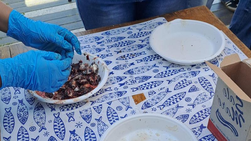 Pesca sostenibile, in Darsena due giorni di iniziative