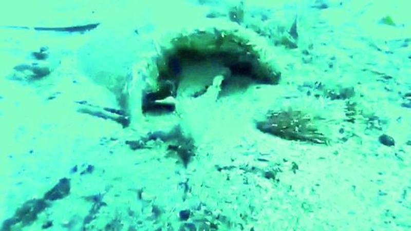 Nel mare davanti a Sturla un centinaio di anfore diventano le “case” dei polpi di Genova