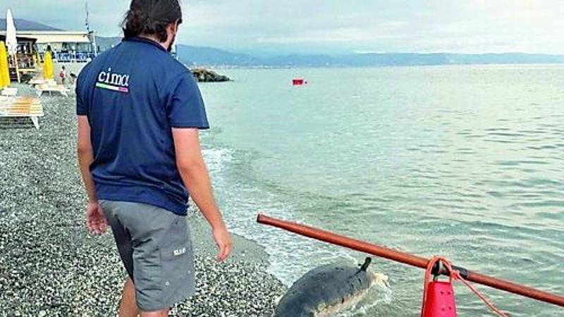 “Microplastiche e antibiotici nuovi nemici dei cetacei”, parla il dirigente del centro che analizza le carcasse ritrovate a riva