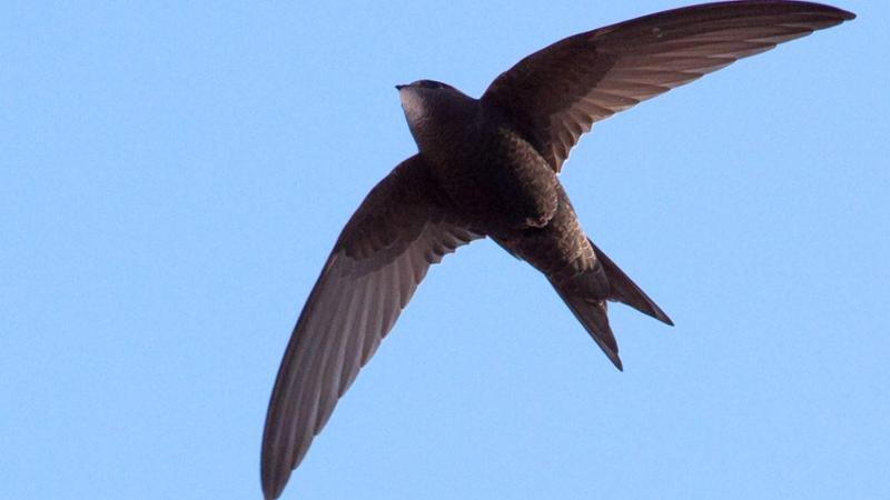 Dopo un lungo e faticoso viaggio i rondoni tornano a danzare nei cieli della Liguria