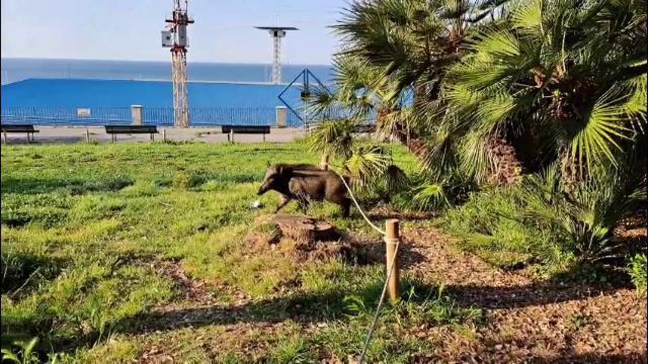 Cane da caccia scova un cinghiale a Villa Croce