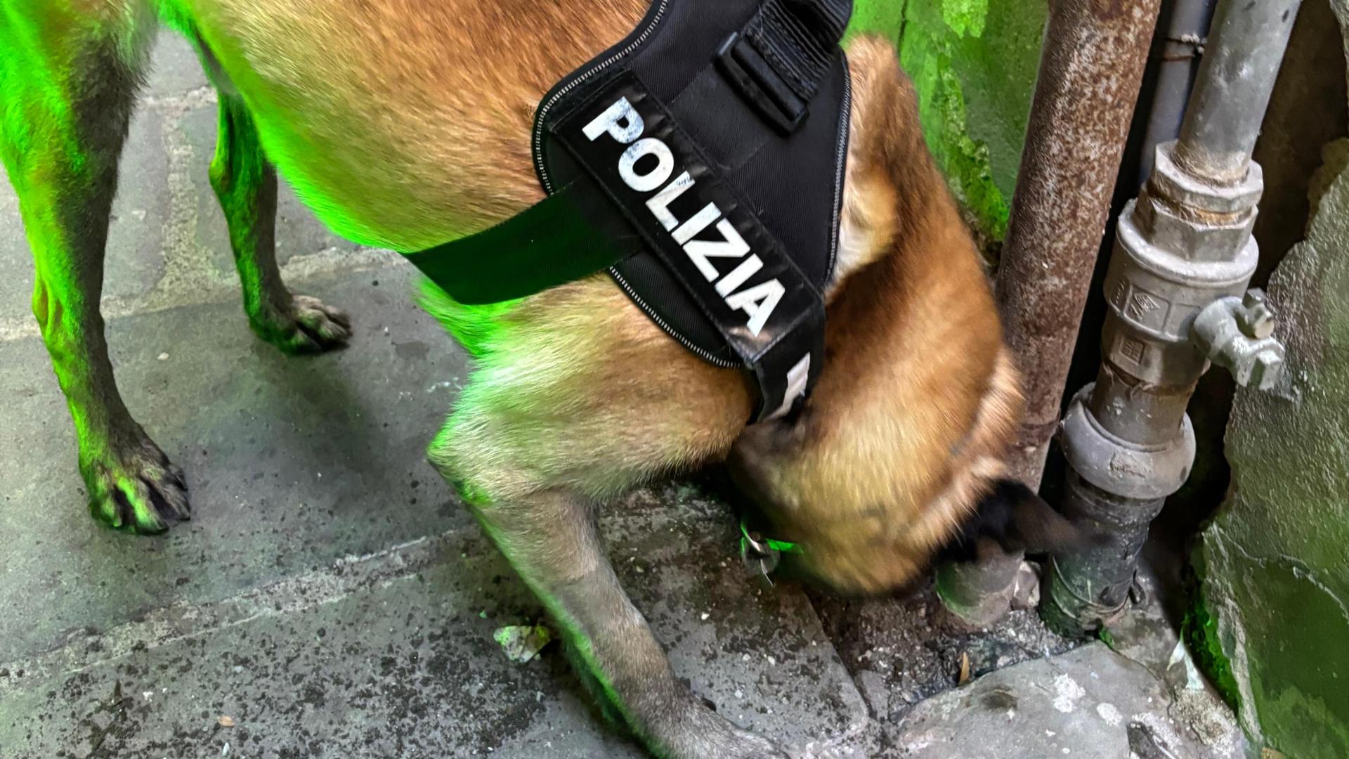 cani in regalo a vicenza