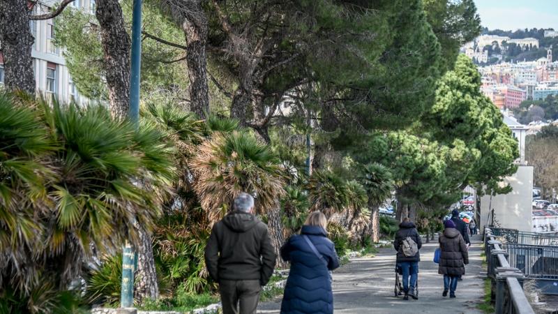 Carignano, due pini a rischio crollo in corso Andrea Podestà saranno abbattuti da lunedì