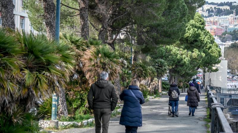 Genova, lunedì 4 maggio alle 7.30 presidio di protesta contro l’abbattimento di due pini in corso Podestà