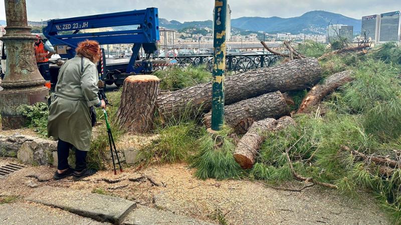 Pini di corso Podestà, colpo di scena: la procura ferma il taglio degli alberi