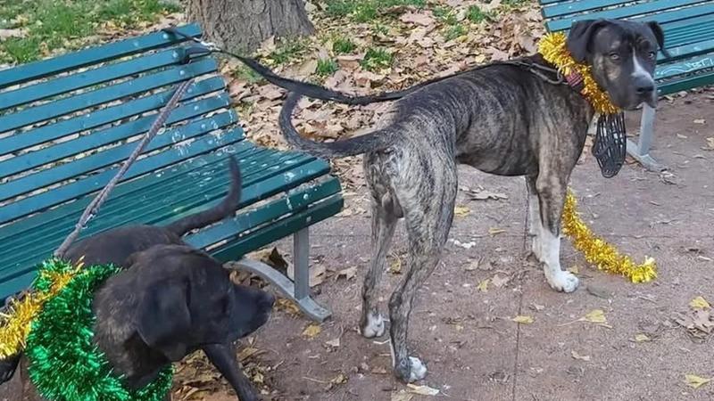 La solidarietà dei savonesi: “Una casa per Luigi e i cani”