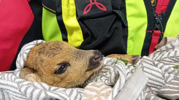 Cucciolo di capriolo salvato sopra Monterosso: è stato trasferito al Cras Enpa di Camporomone