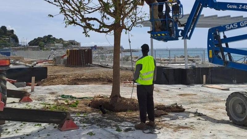 Waterfront di Levante, i primi alberi del nuovo bosco di piazzale Kennedy. “Ne pianteremo 130”