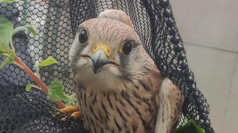 Dalla caserma al cielo: liberato un giovane gheppio a Genova