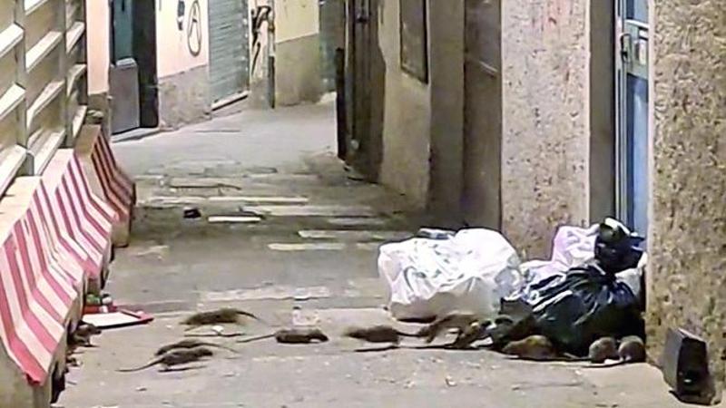 Topi, scatta l’offensiva del Comune: “In casi critici serve l’escavatore”