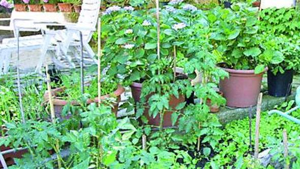 Pomodori, peperoni e basilico, boom dell’orto-terrazzo per “coltivare a prezzi stracciati”