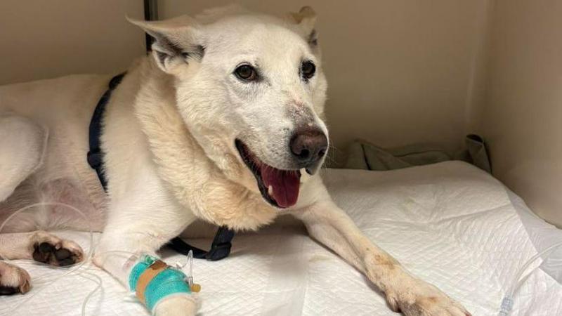 Genova, il cane Paco lotta per la vita dopo il morso di una vipera. La Croce Gialla: “Ecco come comportarsi”