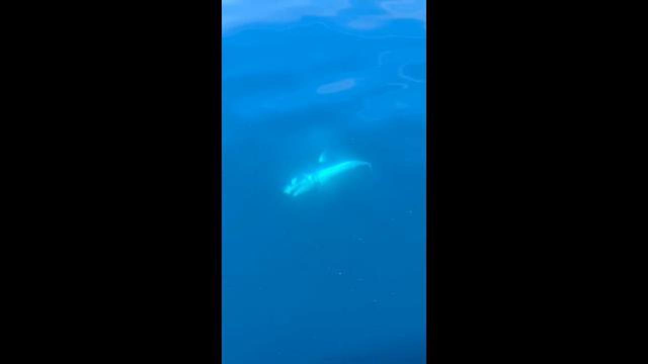 Squalo mako pescato e poi liberato a Genova Pegli