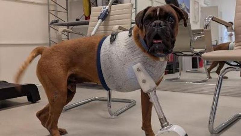La seconda vita di Roy, il cane di Arenzano tornato a correre grazie ad una protesi 3D