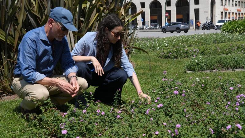 Il Comune di Genova dice addio a begonie e viole: “Nelle aiuole piante meno costose”
