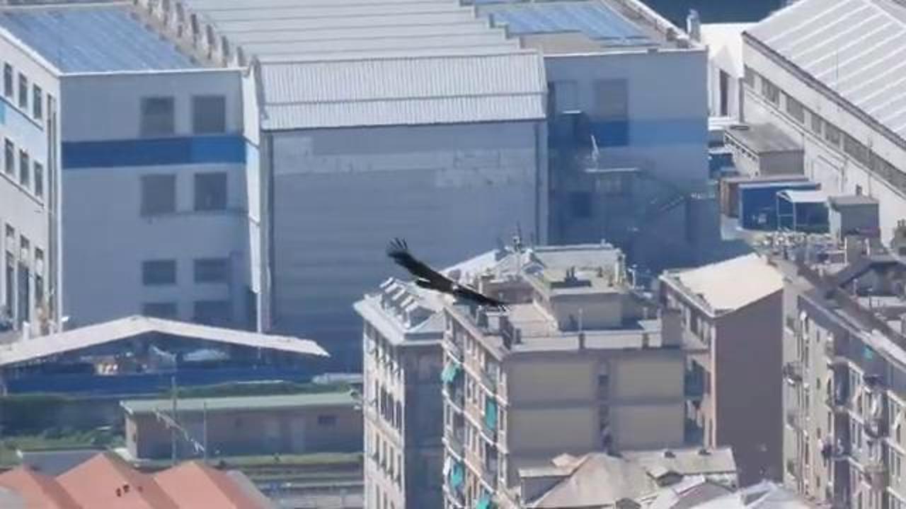 L'eccezionale avvistamento: un grifone nei cieli di Genova