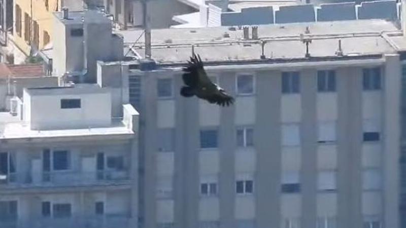 Il re dei cieli sopra le gru del porto: lo show del Grifone che incanta Genova