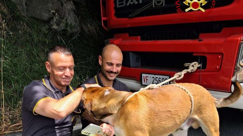 Orero, cane cade in un dirupo: recuperato dai vigili del fuoco