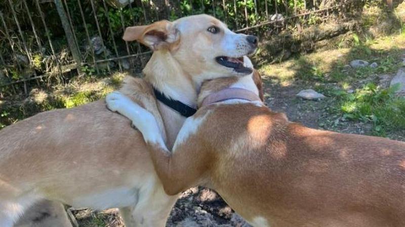 Spese alle stelle, il rifugio Sherwood è in difficoltà economica: “Chiediamo aiuto per i nostri cani, non lasciateci soli”