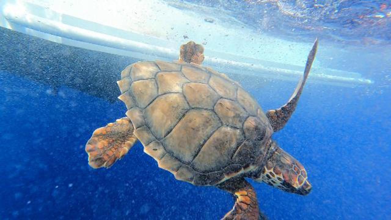 Lorena torna libera: la giovane tartaruga salvata a Imperia rientra nel suo mare