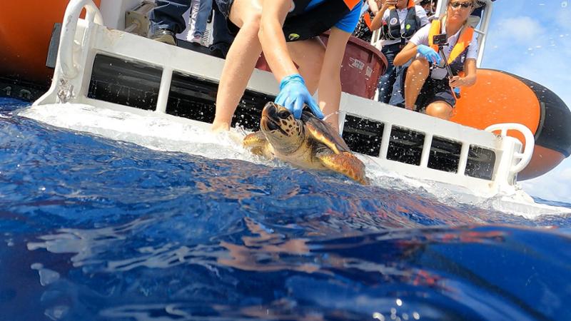 Lorena torna libera: la giovane tartaruga salvata a Imperia rientra nel suo mare