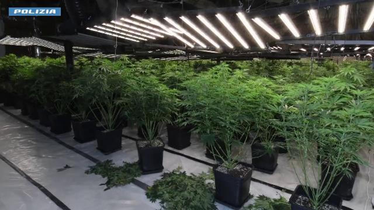 Piantagione di marijuana in un capannone a Voltri, due arresti