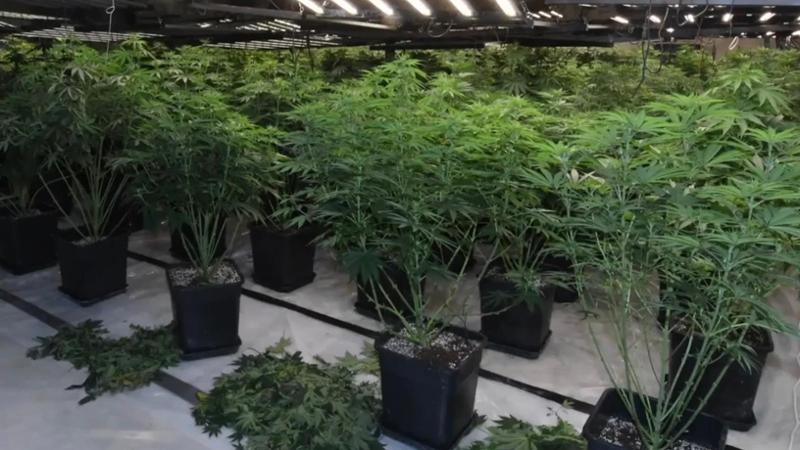 Piantagione di marijuana in un capannone di Voltri: droga a chilometro zero per le bande albanesi