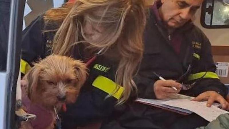 Caldo e cani, colpi di calore in agguato. Ecco come proteggerli