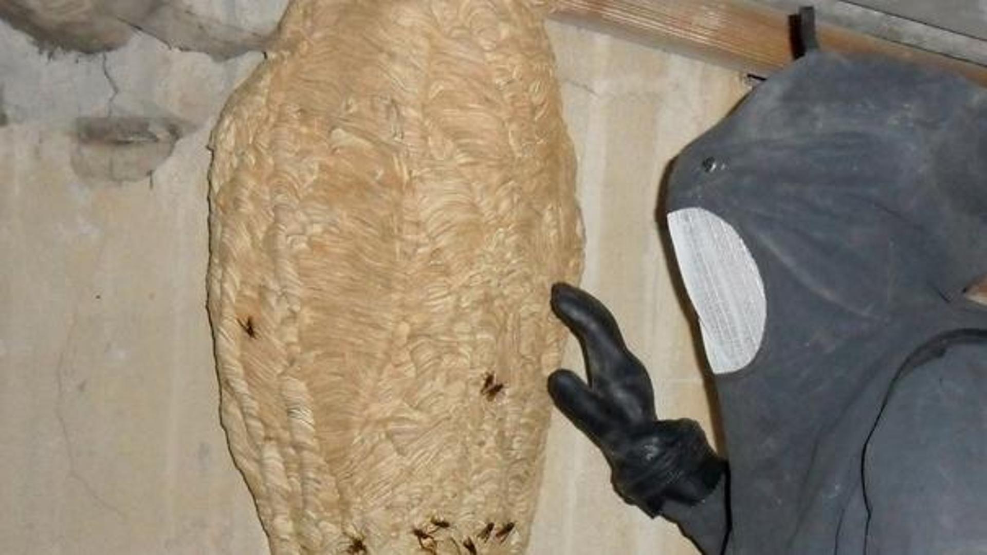 In casa trova due nidi di calabroni - La Provincia Pavese
