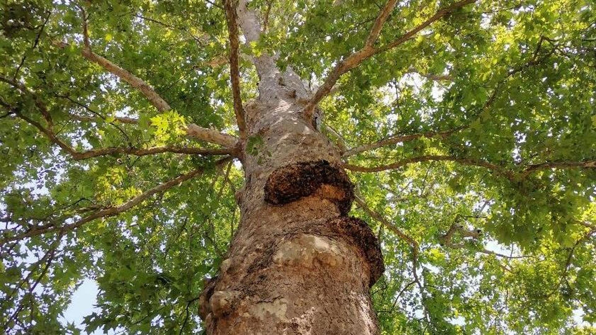 Alberi monumentali, nell’elenco manca il platano di Scopoli - La