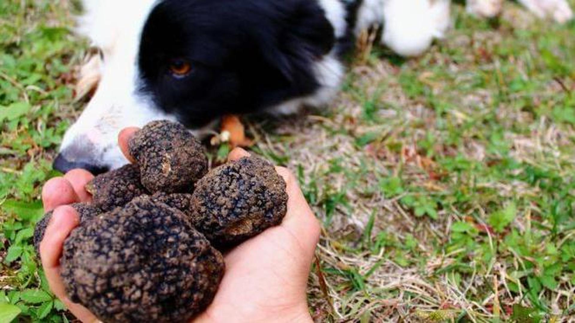 Sua maestà il tartufo, raro e caro poche piogge, i prezzi alle stelle ...