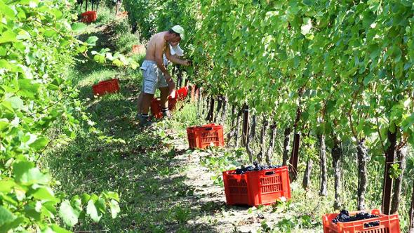 Il Pinot nero re dell’Oltrepò: è il vitigno più coltivato del territorio