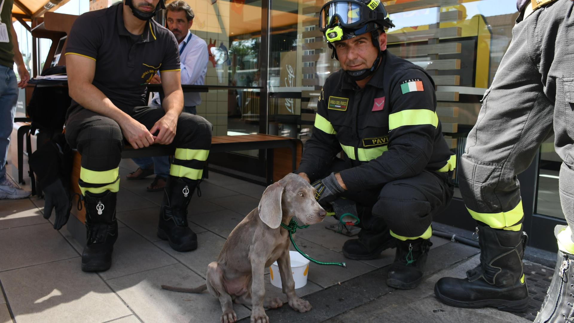 Cane lasciato in auto sotto il sole salvato dai pompieri a Pavia - La ...
