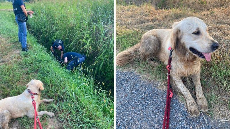 Pavia, Golden retriever trova un armadio blindato rubato in un fosso