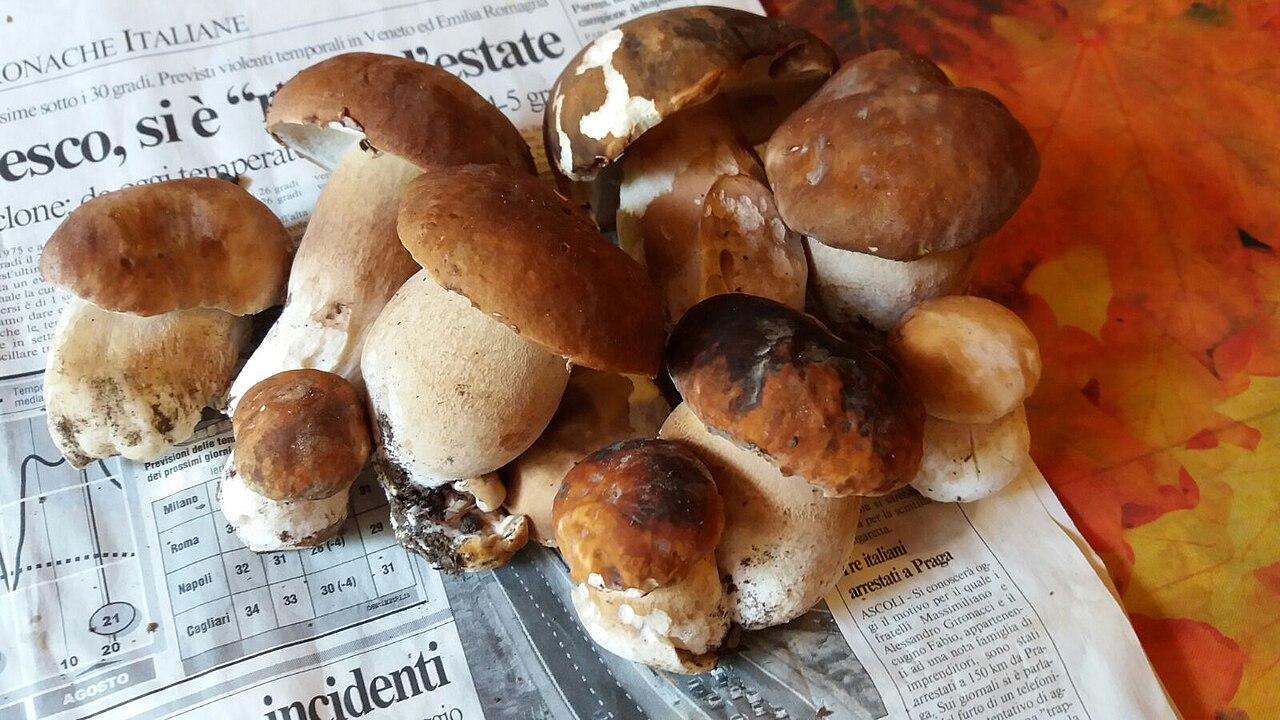 Dove trovare i porcini in Oltrepo Pavese: la mappa delle zone più frequentate
