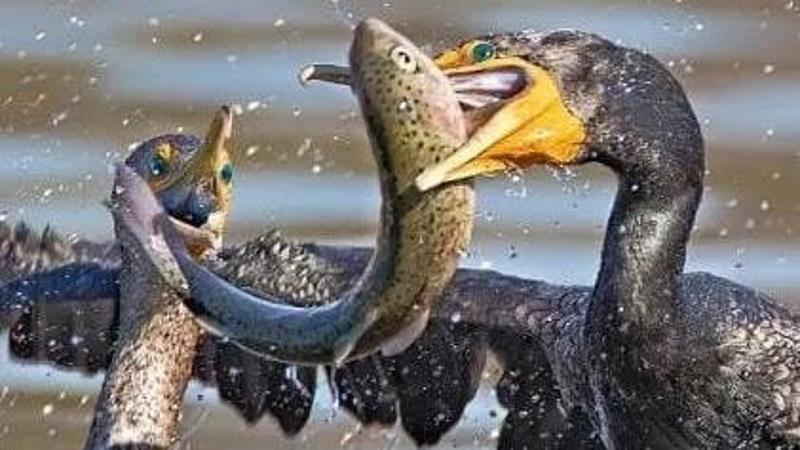 Mosche Da Pesca Cormorano Per Trota &ndash; 3 Pezzi, Perla E Blu, Taglia 12, Fatte A Mano UK