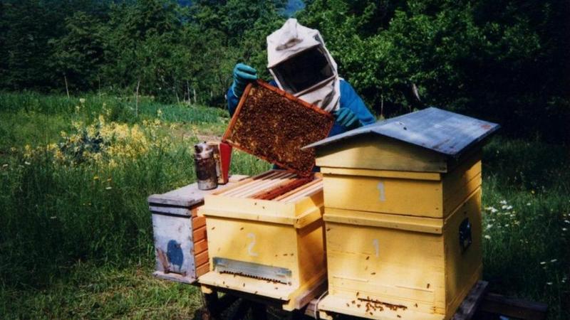 Acquista Raschietto per alveare - Raschietto per apicoltura in acciaio inossidabile
