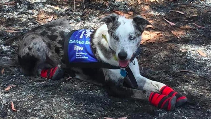 Australia, il cane Bear corre in aiuto dei koala minacciati dagli ...
