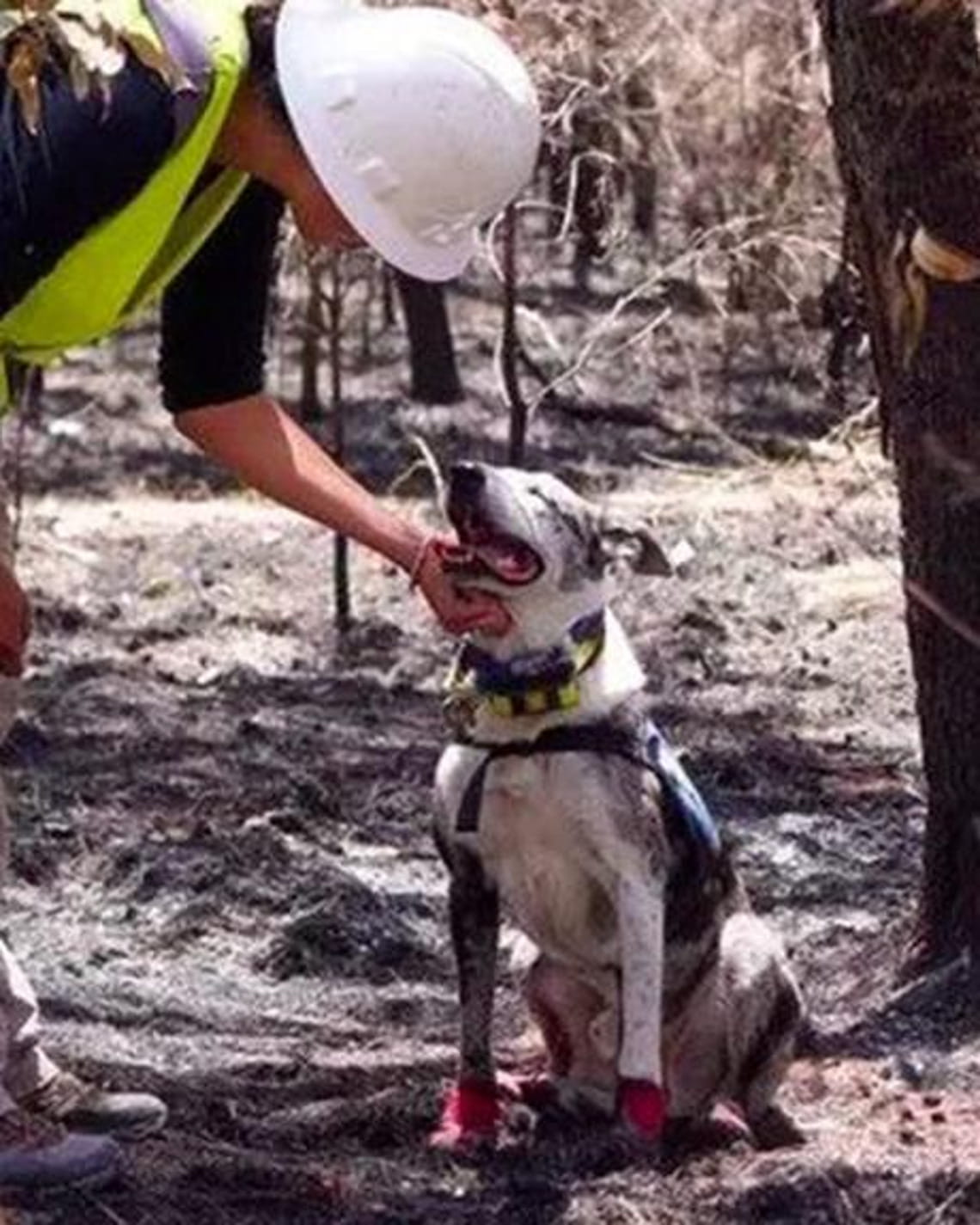 Australia, il cane Bear corre in aiuto dei koala minacciati dagli ...