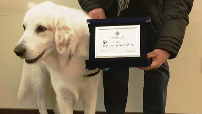 Salva un uomo da un attacco di cuore, cane eroe premiato a Trani - La ...