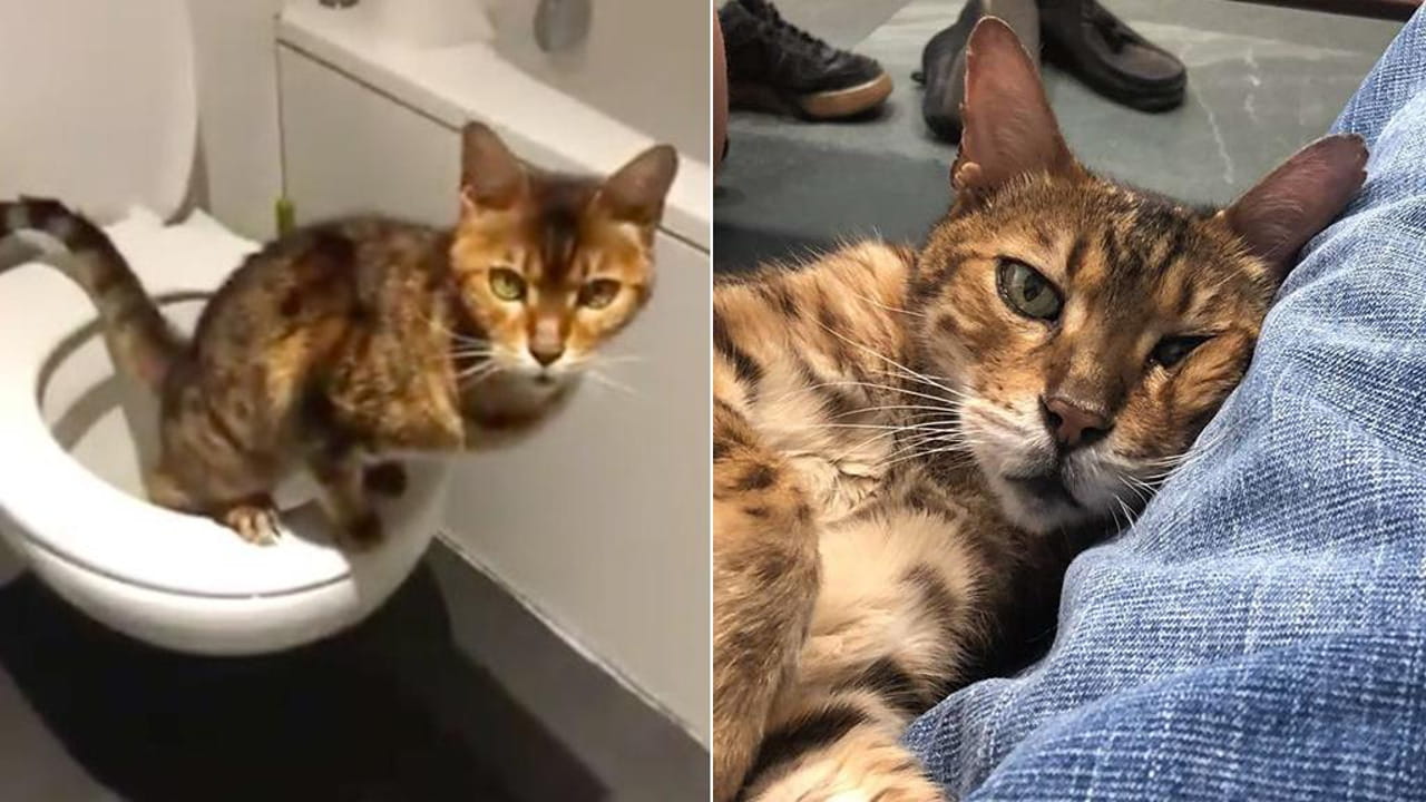 Adesivo Meme Gatto Nero, Dipingere, Meme, Etichetta File PNG e PSD per download gratuo