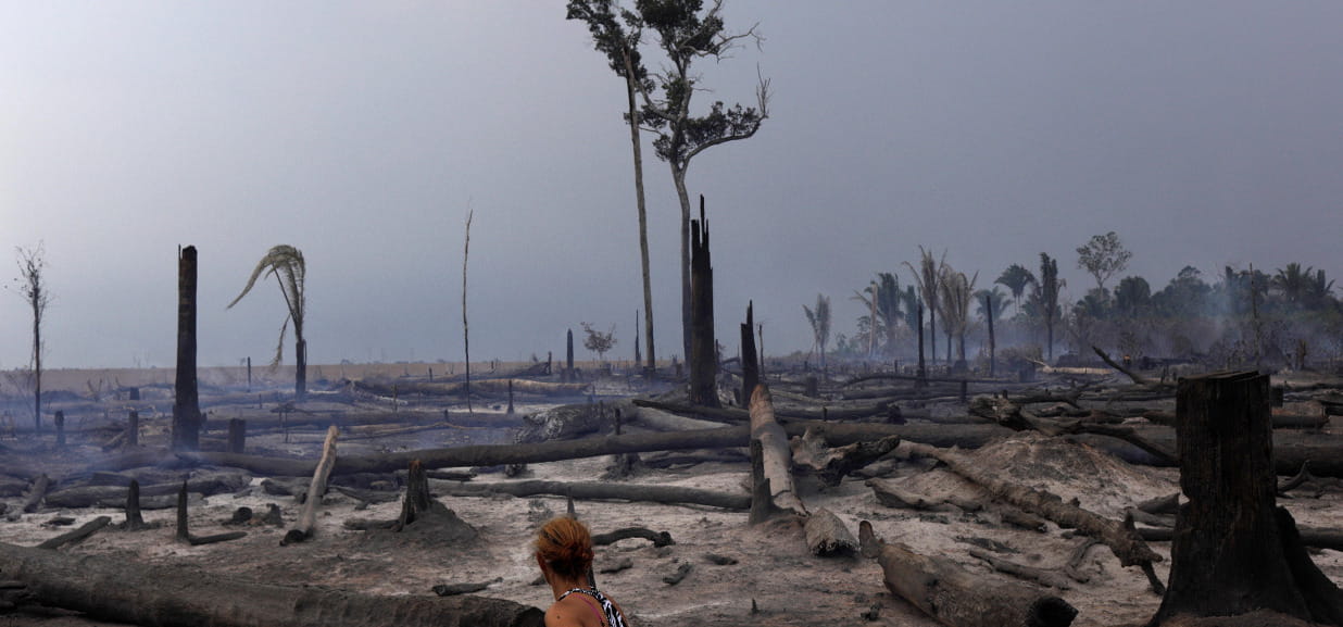 Deforestazione E Allevamenti Intensivi I Danni All ambiente Fanno 