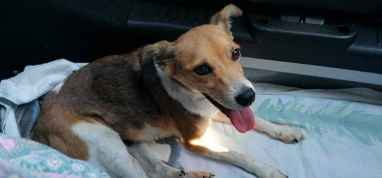 Trovano un cane abbandonato in autostrada e decidono di adottarlo - La ...