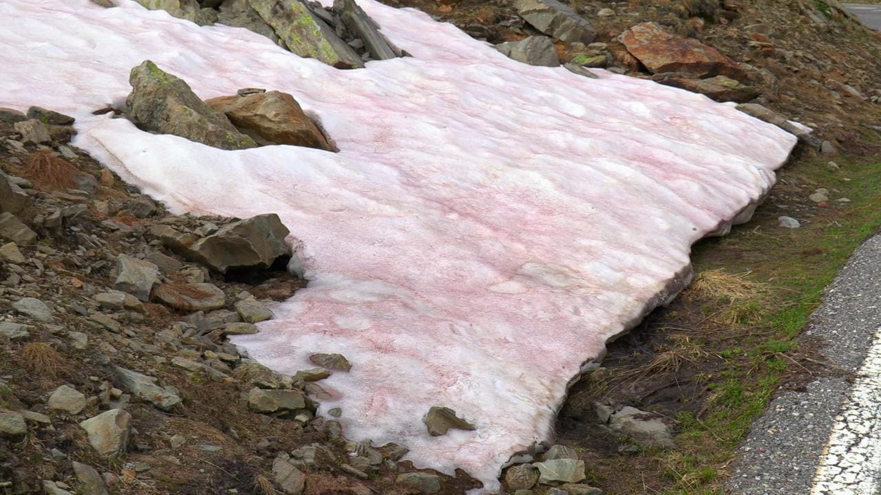 La neve è rosa: le alghe minacciano i ghiacciai - La Stampa