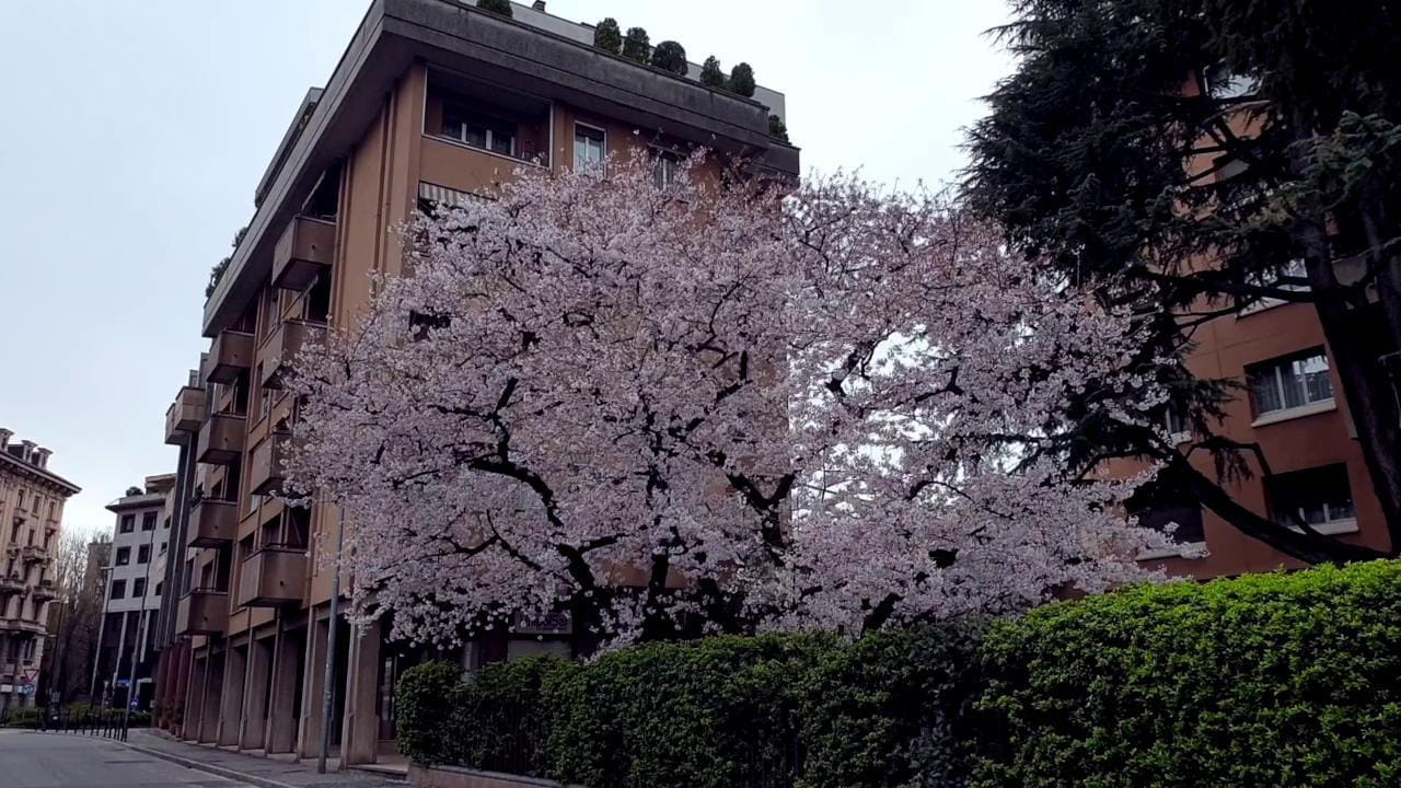 Arriva la primavera e in una Novara deserta torna a fiorire il ...