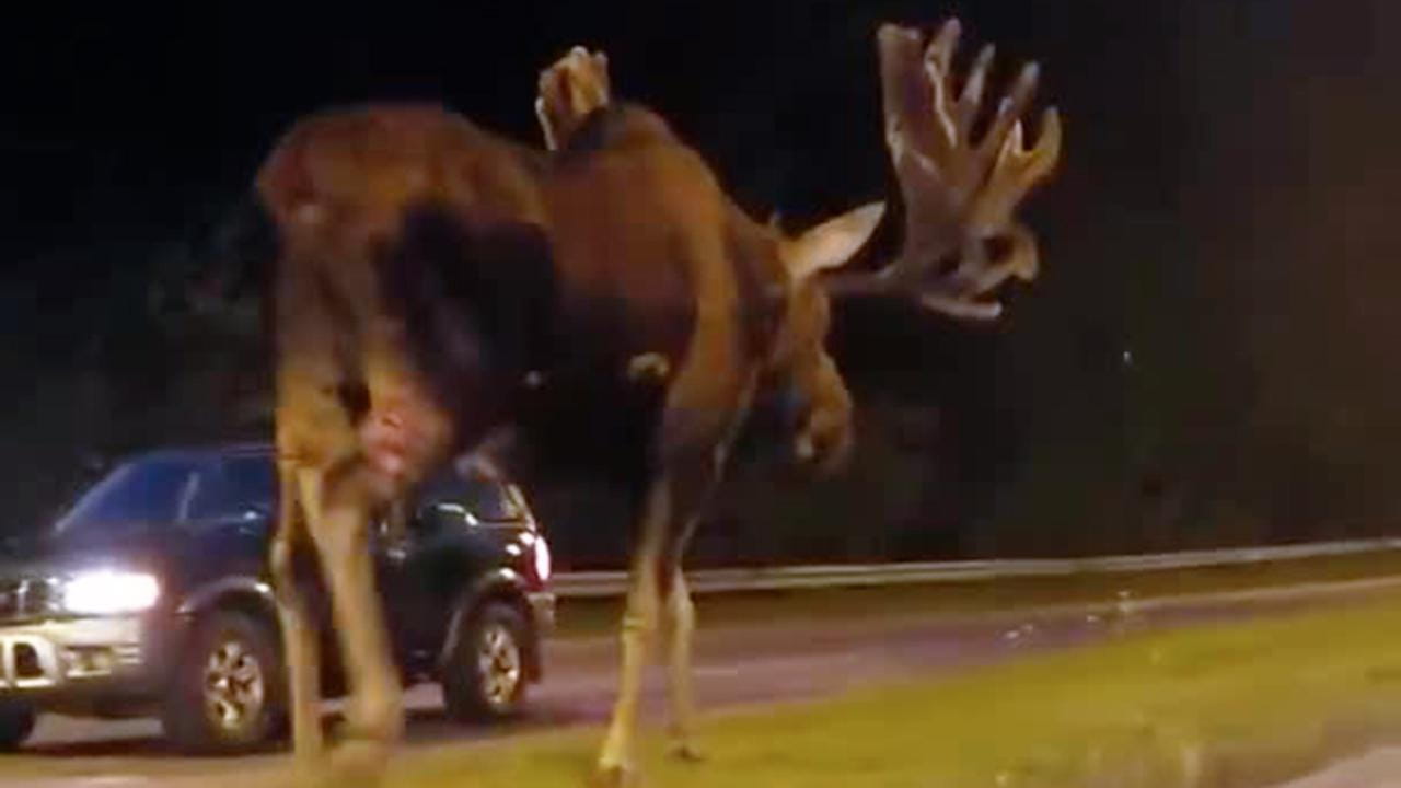 Nella notte dell'Alaska compare un alce gigantesco - La Stampa