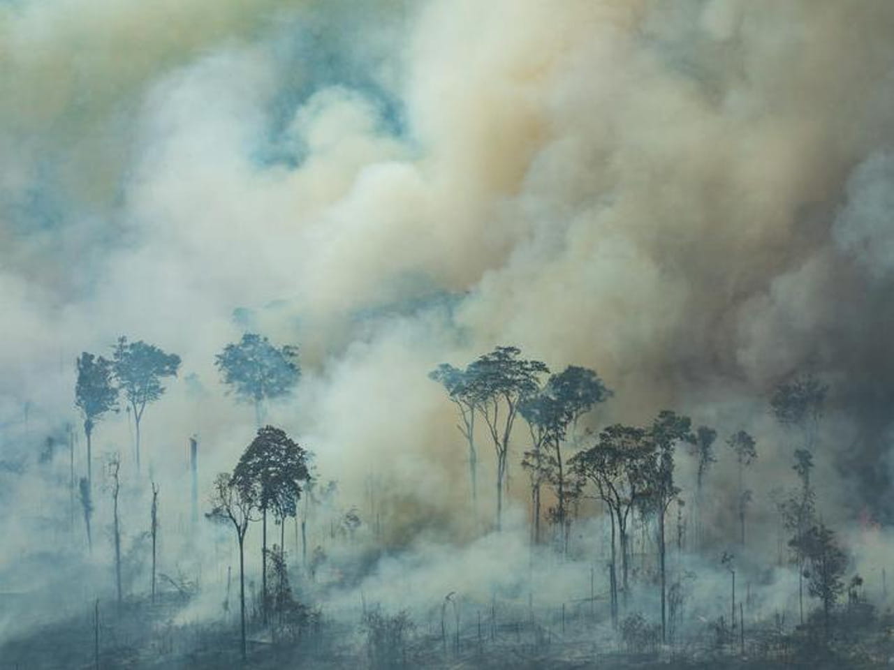 Deforestazione E Allevamenti Intensivi I Danni All ambiente Fanno 