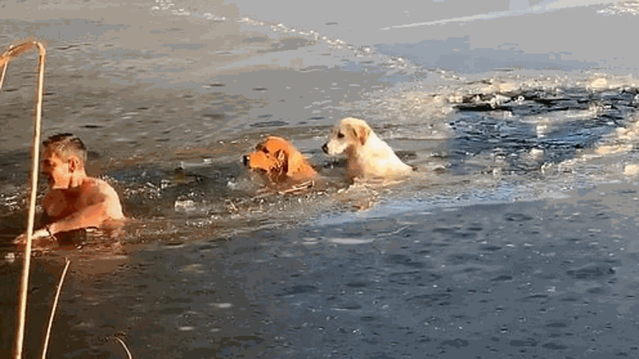 Un uomo si tuffa nel lago ghiacciato con la sua Golden Retriever per ...